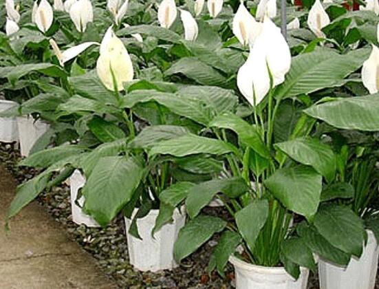 一帆風(fēng)順澆什么水好，澆淘米水、池塘水使枝葉青翠碧綠