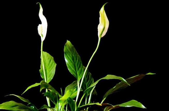 一帆風(fēng)順用什么營(yíng)養(yǎng)液，濃縮型營(yíng)養(yǎng)液（發(fā)芽多發(fā)枝快）