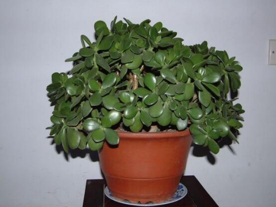 景天樹和玉樹的區(qū)別，教你兩種最容易分辨方法(葉型與花型)