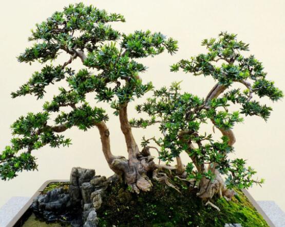 羅漢松可以放客廳嗎，可以/帶來(lái)主人家福氣、鎮(zhèn)守財(cái)寶