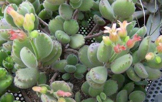 熊童子什么時(shí)候開(kāi)花，基本上都是在夏末秋初開(kāi)花