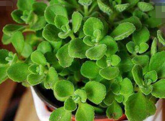 碰碰香怎么扦插，春夏秋季均可/以最基部枝條為主