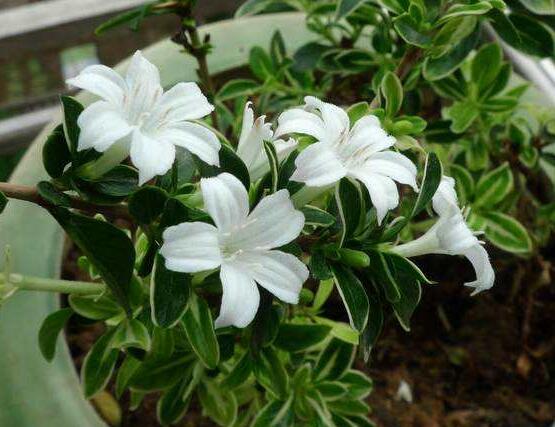 六月雪怎么變粗，做好六點(diǎn)基本方法生長(zhǎng)粗壯