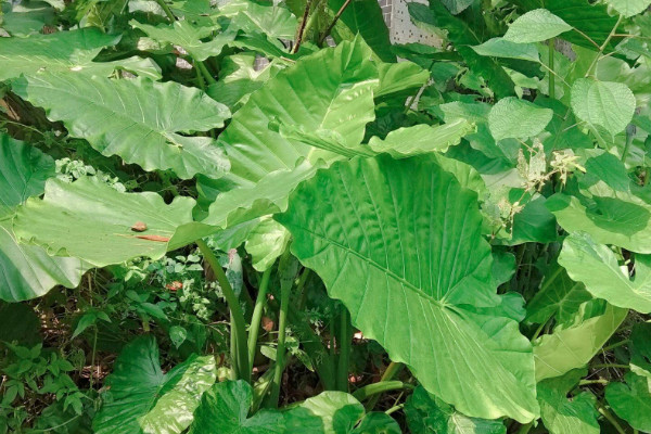 春季滴水觀音能剪葉嗎