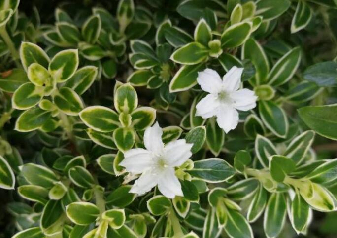 六月雪葉子發(fā)黃脫落怎么辦，分正常落葉和不正常落葉原因