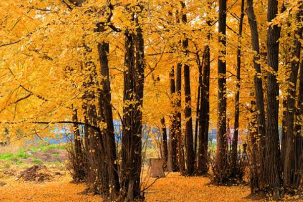 銀杏樹的寄語(yǔ)