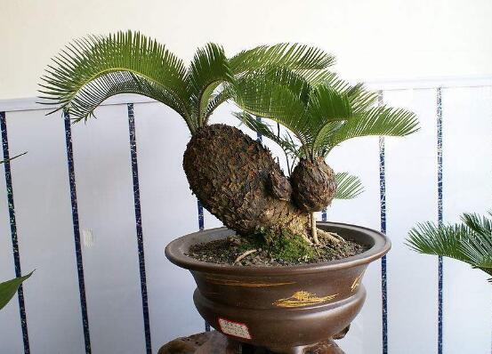 鐵樹能放臥室嗎，盡量不要放（與你爭奪氧氣、呼吸受阻）