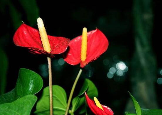 紅掌的作用有哪些，凈化空氣、陶冶情操、五行轉(zhuǎn)化