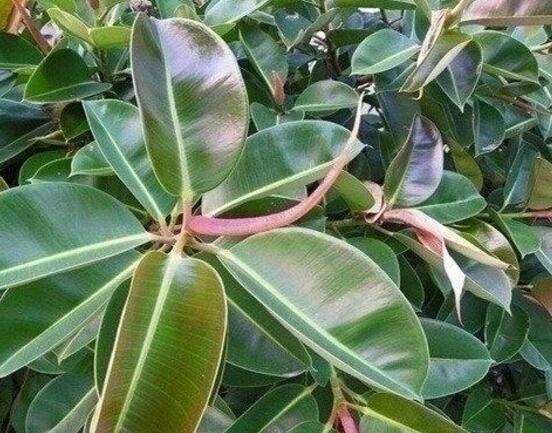 橡皮樹喜歡什么肥料，氮肥為主、磷鉀肥為輔