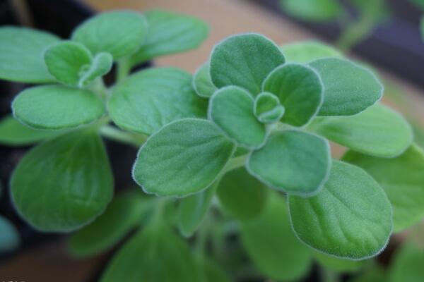 碰碰香什么時候扦插，只要溫度超過15℃就可以扦插