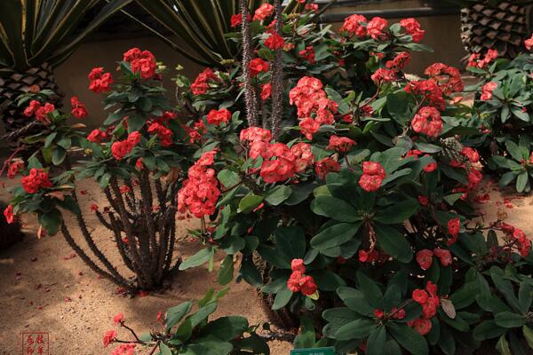 虎刺梅冬天怎么養(yǎng)，5個步驟可保證虎刺梅順利過冬