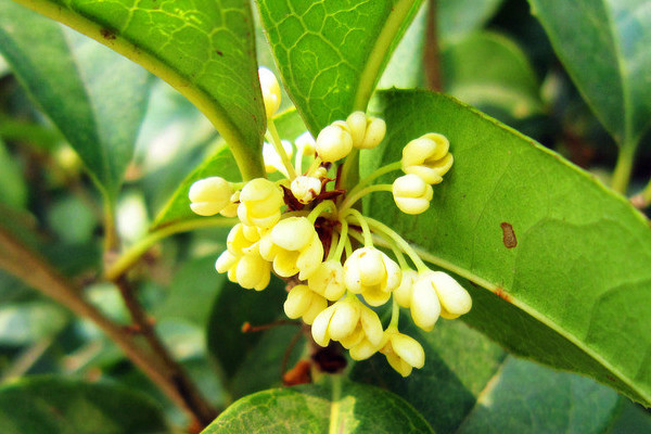 桂花有幾個(gè)品種