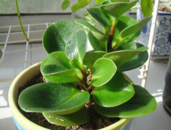 碧玉怎么養(yǎng)才能瘋長，做好這六點(diǎn)可生長得盆盆爆滿