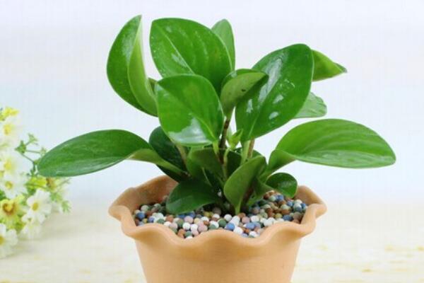 碧玉花植物如何移栽，簡單三步教你扦插成活