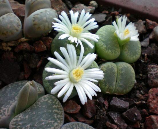 生石花移植方法，做好六點(diǎn)基本步驟成功率百分百