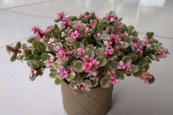 雅樂之舞怎么養(yǎng)