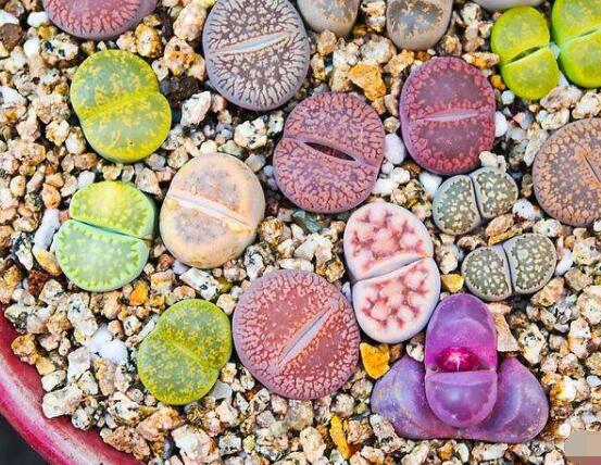 生石花有什么用，老農(nóng)總結(jié)最常見(jiàn)四個(gè)作用