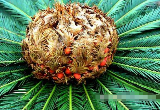 鐵樹果的功效與作用，化濕降濁、健脾和胃、去痰止咳