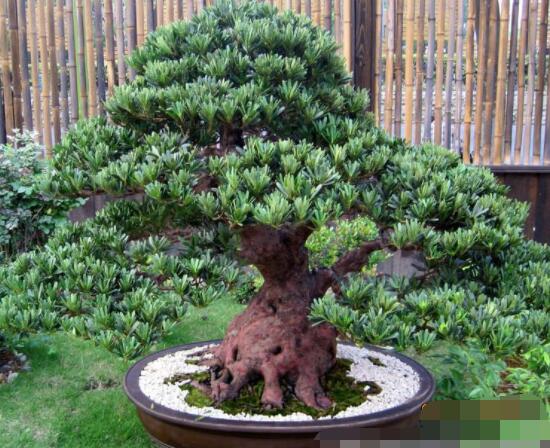 羅漢松盆景怎么摘心，修剪頂部的生長點(樹梢枝為10厘米最佳)