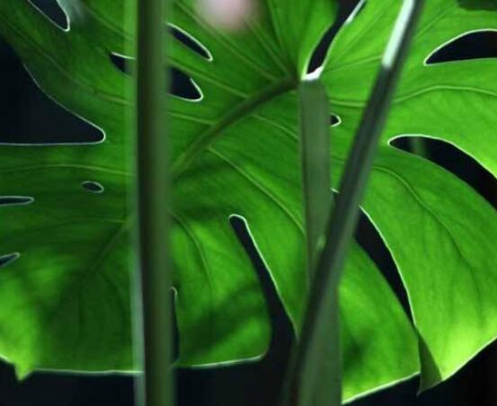 龜背竹晚上放臥室嗎，可以/凈化空氣、添福加壽、有利健康