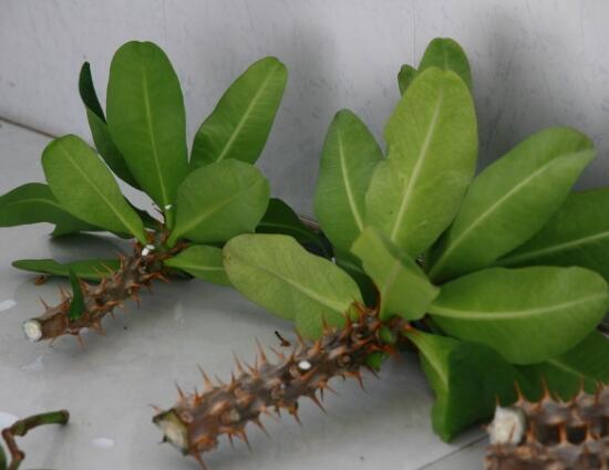 虎刺梅扦插方法，教你五個(gè)步驟扦插爆盆