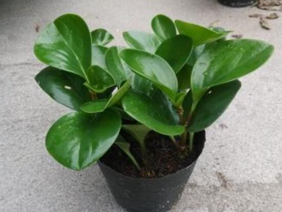 碧玉的花語(yǔ)是什么，碧玉花的風(fēng)水寓意