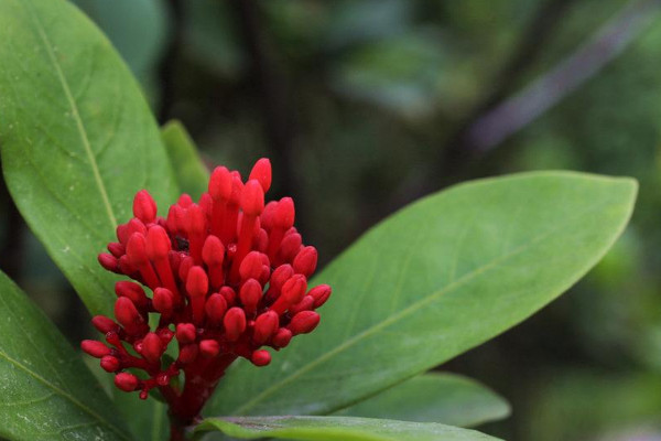 鴻運(yùn)當(dāng)頭冬天能移植嗎