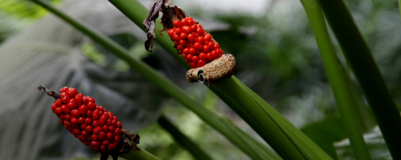 滴水觀音葉子有白點(diǎn)