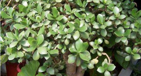 玉樹常見的病蟲害防治，教你四種辦法簡(jiǎn)單學(xué)會(huì)