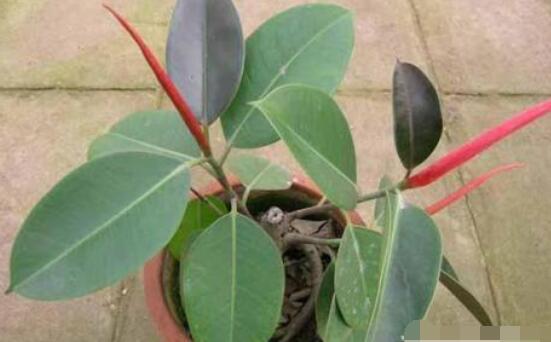 橡皮樹葉子下垂怎么辦，四種原因以及解決辦法