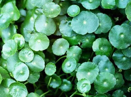 銅錢草的養(yǎng)殖方法和注意事項，老農(nóng)總結(jié)八大基本方法