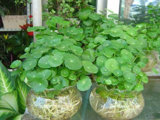 銅錢草水培變黃怎么辦，做好六大要點變得青翠碧綠