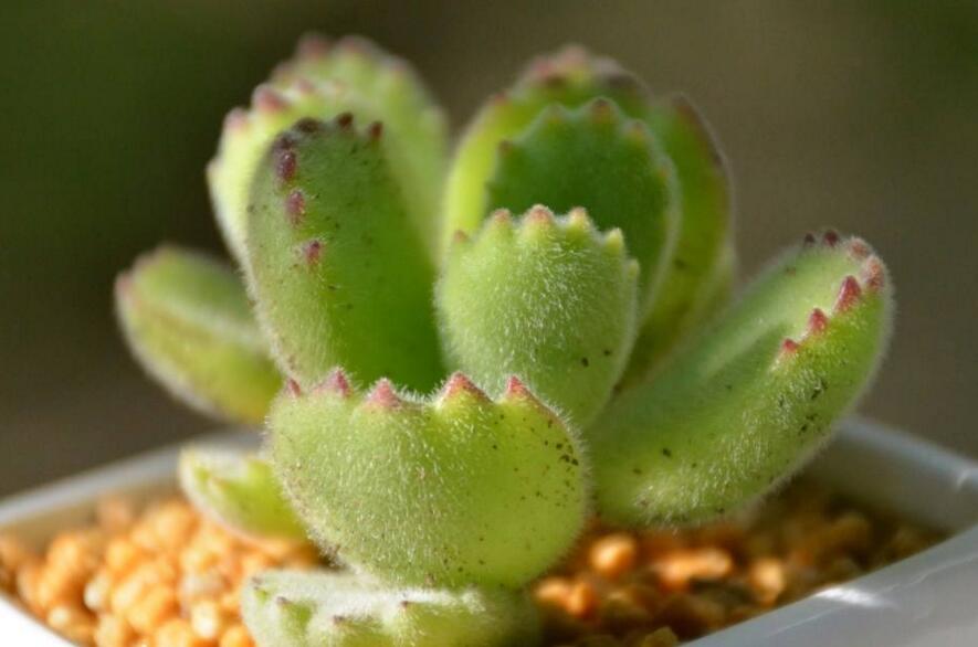 熊童子的種類，綠熊、白熊、黃熊三大種類