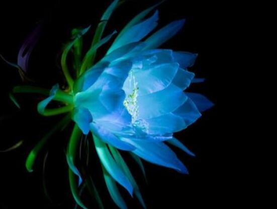 曇花的病蟲害及其防治，詳解四種病蟲害防治大全