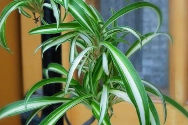 夏季如何養(yǎng)吊蘭