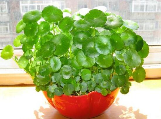 銅錢草怎么養(yǎng)比較茂盛，銅錢草的養(yǎng)殖方法