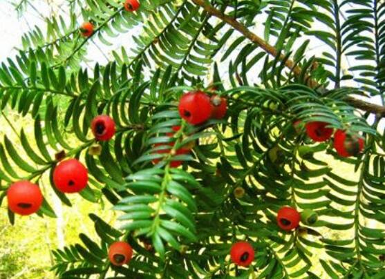 東北紅豆杉與南方紅豆杉有什么區(qū)別，介紹最簡(jiǎn)單的三種區(qū)別方法