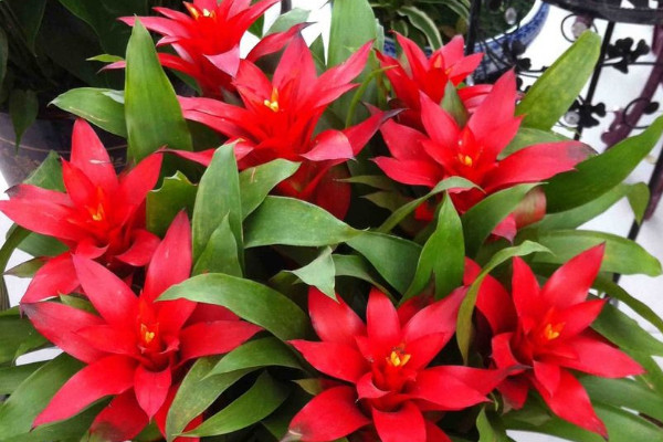 鴻運當(dāng)頭爛根怎么修剪