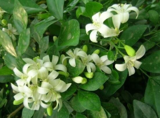 九里香盆景修剪，老農(nóng)總結(jié)四大基本步驟(摘心/摘芽/修枝/摘葉)