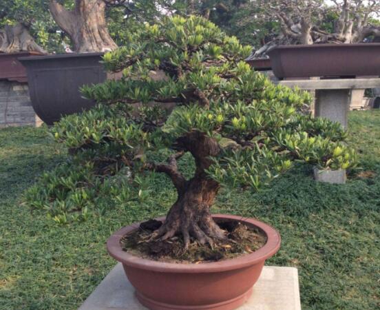 羅漢松盆景怎么摘心，修剪頂部的生長點(樹梢枝為10厘米最佳)