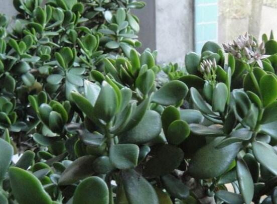 怎么讓玉樹開花，做好這六個要點便可花開爆盆