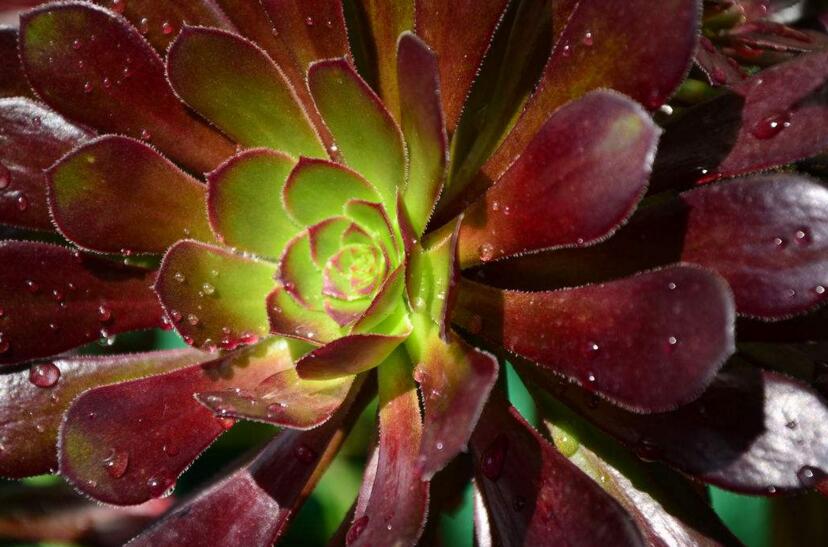 寶石花有毒嗎，無毒且對痛風(fēng)有著很好的治療效果