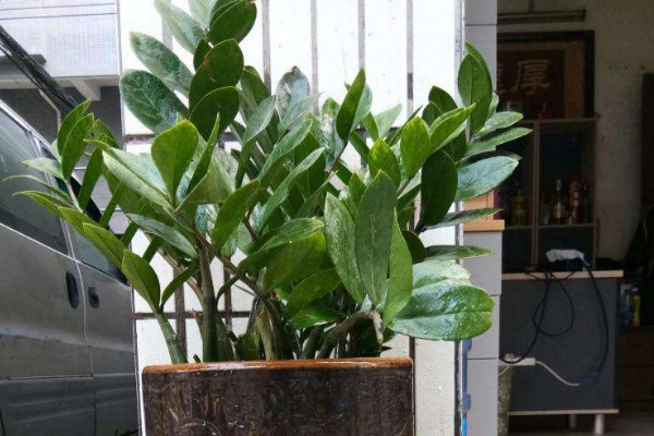 金錢(qián)樹(shù)水培多久上盆