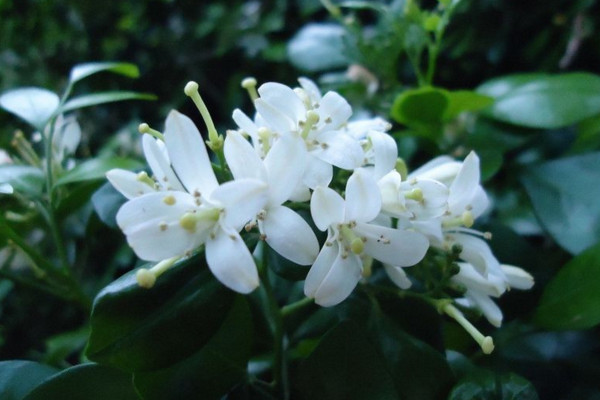 九里香如何長粗，通過光照、溫度、施肥、修剪4步進行