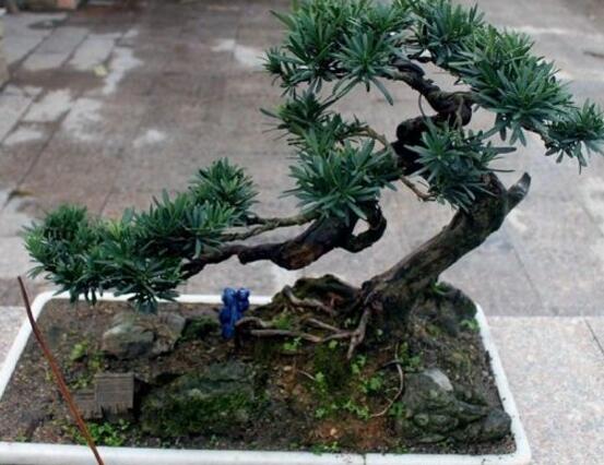 盆栽羅漢松怎么養(yǎng)，盆栽羅漢松養(yǎng)殖方法