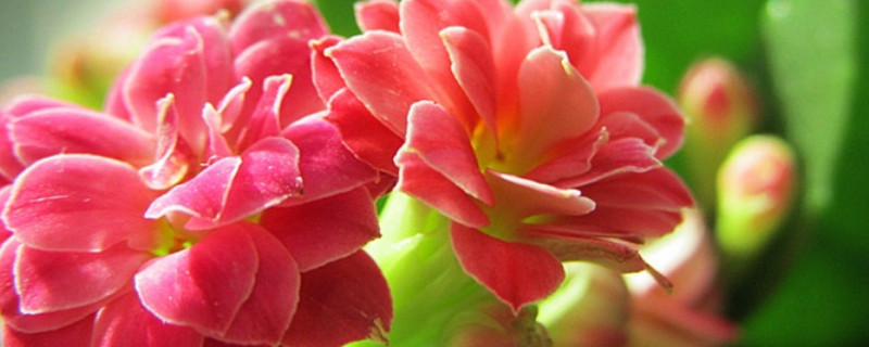 長(zhǎng)壽花莖干長(zhǎng)長(zhǎng)了怎么辦