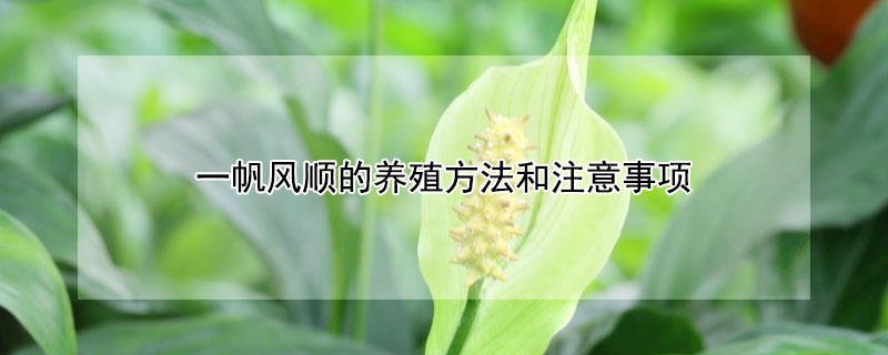 一帆風(fēng)順的養(yǎng)殖方法和注意事項
