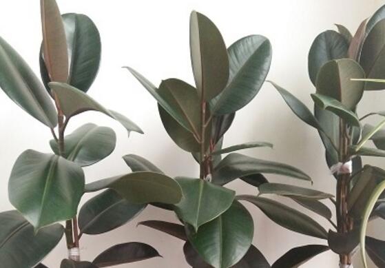 橡皮樹怎么修剪，橡皮樹修剪方法