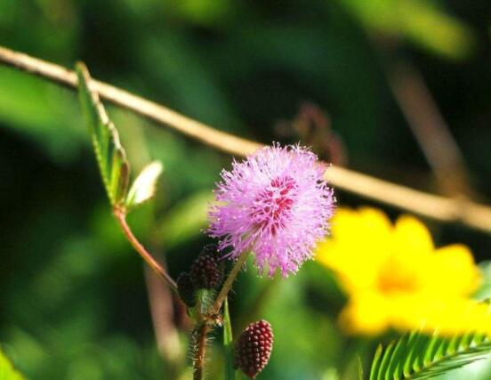 養(yǎng)含羞草對(duì)人體有害嗎，含有輕微的毒性/無(wú)害(放心養(yǎng)殖)