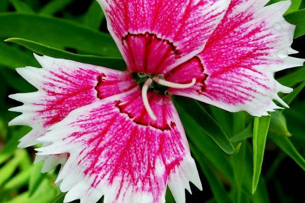 康乃馨水養(yǎng)底怎么剪